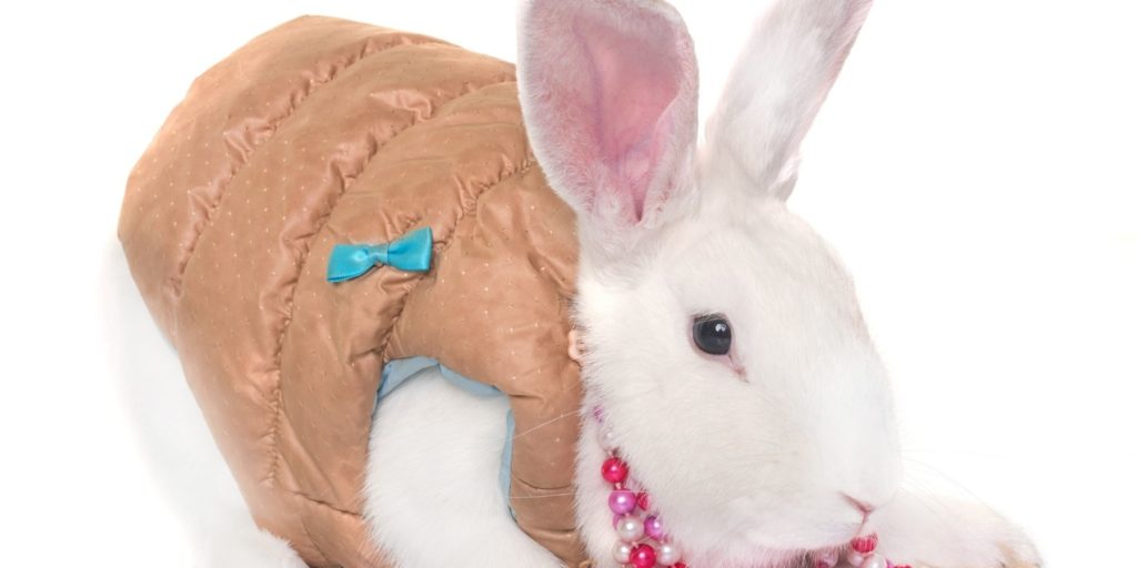 Can Rabbits Wear Harnesses? - A white bunny with black eyes wearing a harness with a blue ribbon. Around its neck is a beaded collar.