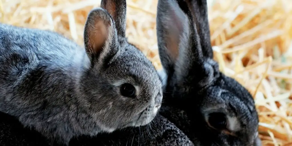 Do Female Rabbits Get Along? 3 Tips For Success Rabbit Care Basics