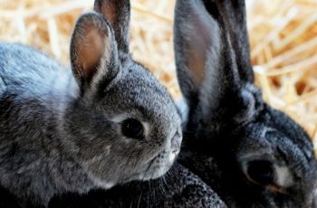 Do Female Rabbits Get Along? – 3 Tips For Success