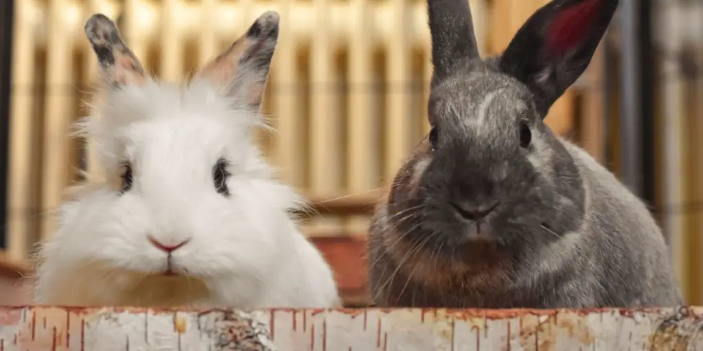 Two Male Rabbits Together