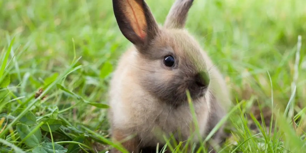 Do Rabbits Eat Their Poop