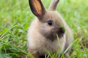 Do Rabbits Eat Their Poop? – 2 Important Things To Know