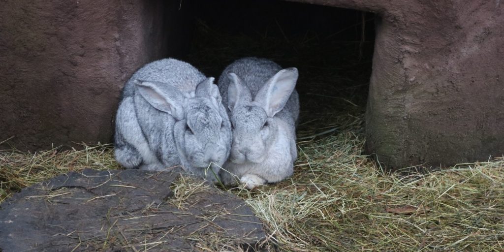 Two Flemish Giant Rabbits