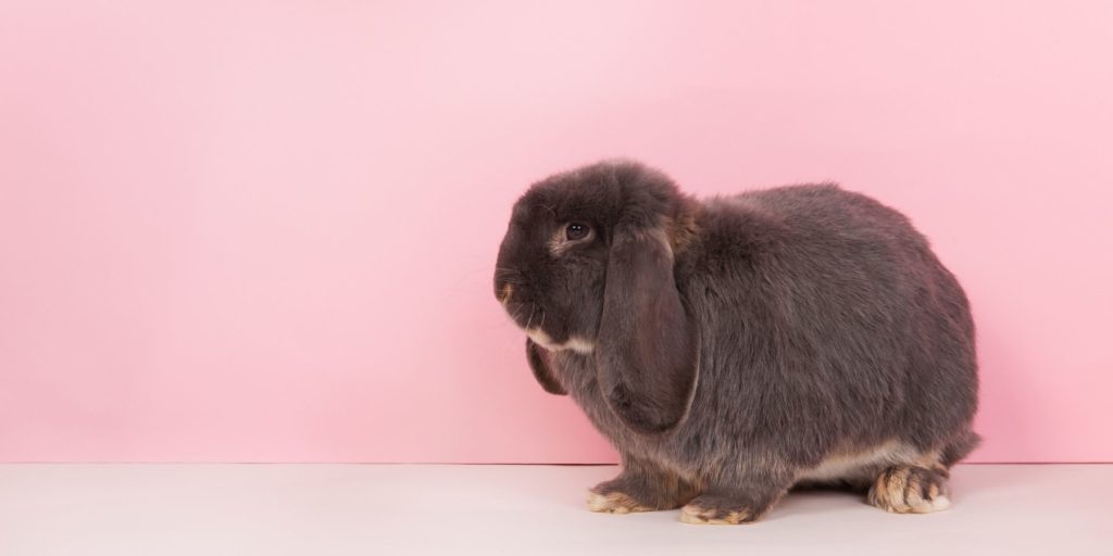 Fully grown French Lop rabbit in front of a pink background.