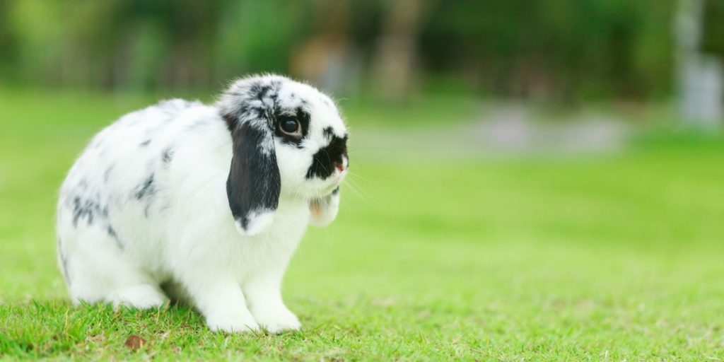 Fully grown holland lop rabbit on green grass.
