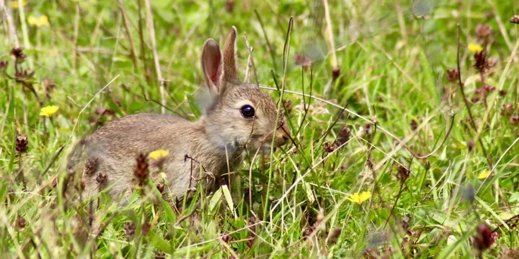 Rabbit Gestation Period