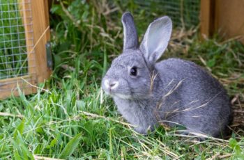 30 Amazing Rabbit Facts – #3 Is Unbelievable!