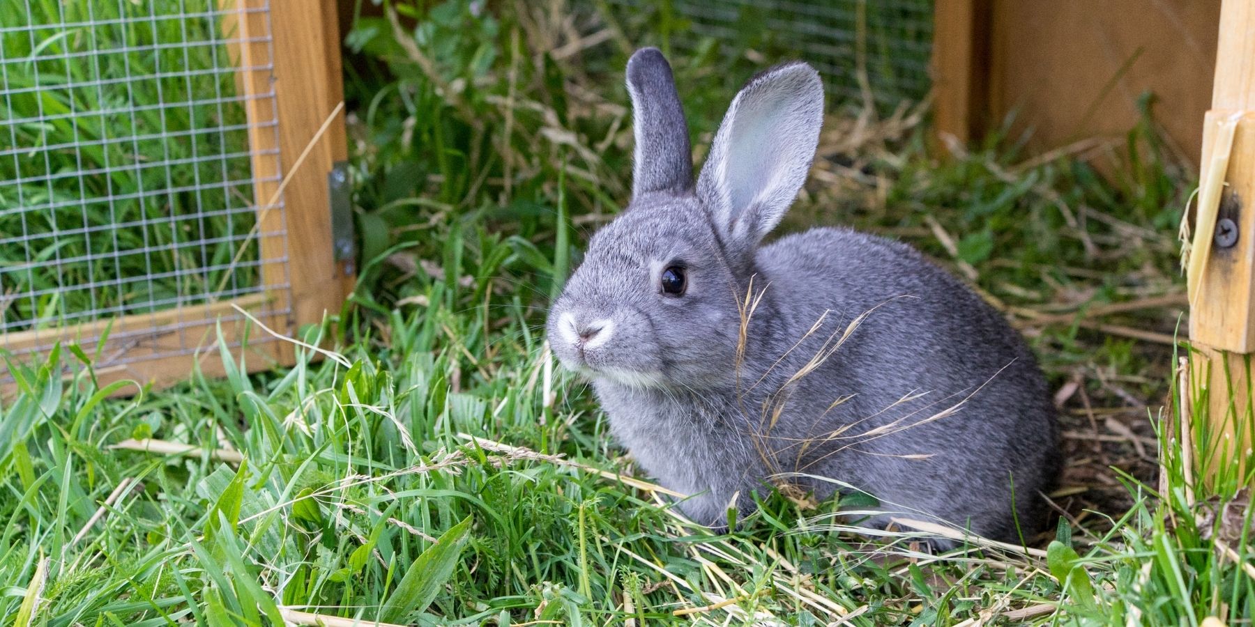 30 Amazing Rabbit Facts – #3 Is Unbelievable!