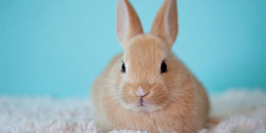 Questions to ask a rabbit breeder