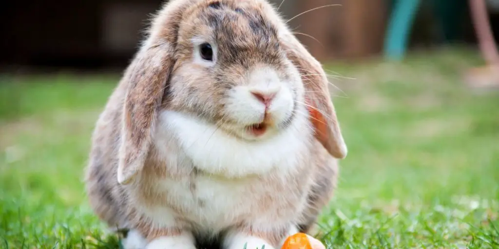 Rabbit Dewlap