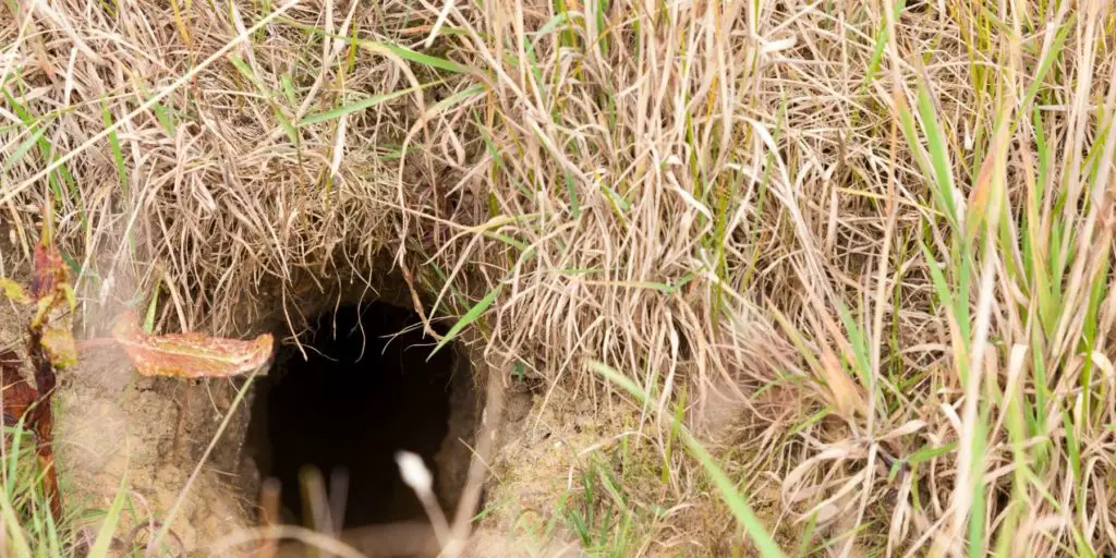 Rabbit Facts - They Live Underground. The entrance to a rabbit den.