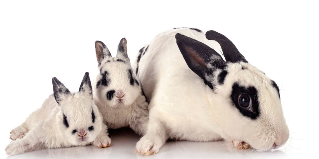 White and black Rex rabbits in front of a white background.