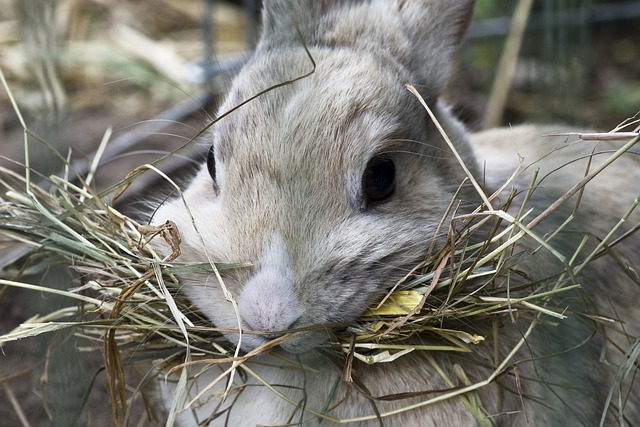 rabbit hay feeders