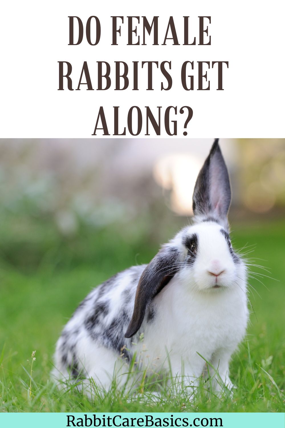 Do Female Rabbits Get Along? - 3 Tips For Success - Rabbit Care Basics