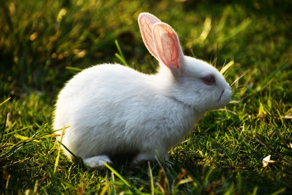 White Rabbit on Green Grass - do rabbits like water