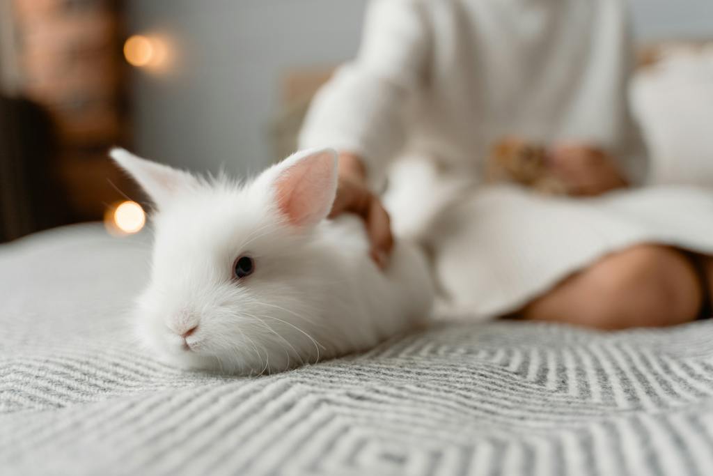 A Person Holding a White Rabbit - best rabbit supplements