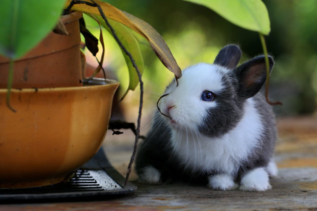 A Bunny Besides Potted A Plant - best bedding for rabbits
