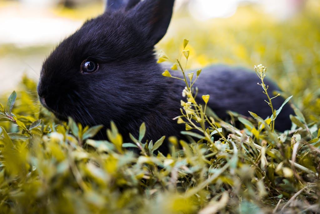 Having a Rabbit as a Pet – What To Know