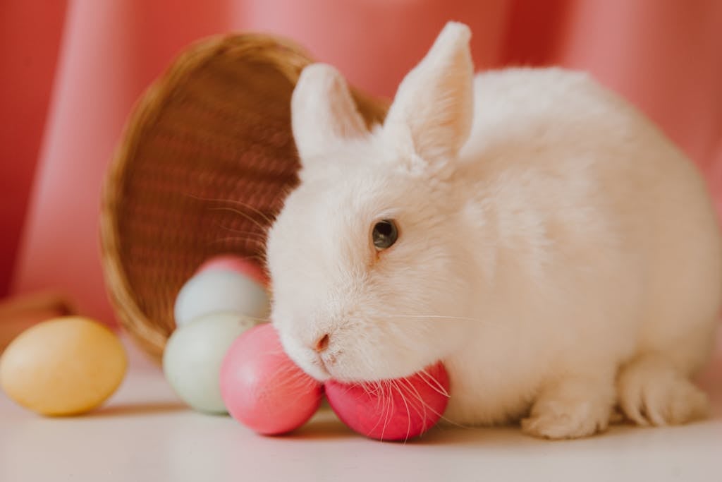 Why Do Rabbits Eat Their Own Poop: Understanding Coprophagy in Rabbits